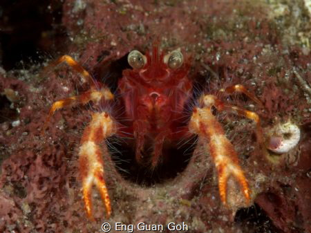 Squat Lobster taken in Anilao. using SMC close up lenses. by Eng Guan Goh 