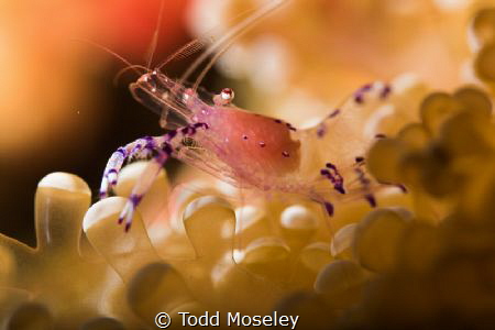 Shrimp by Todd Moseley 