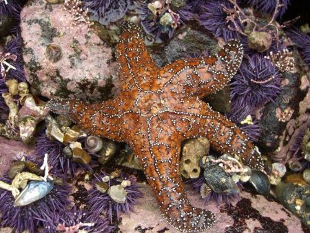 Ochre star matching with urchins by Chris Lawford 