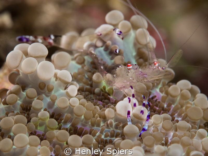 Anemone Shrimp in Space by Henley Spiers 