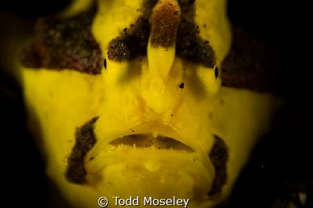 Frogfish by Todd Moseley 