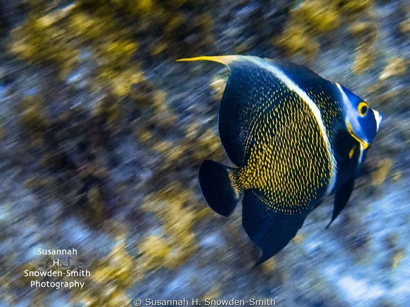 A transitioning French Angelfish races across a coral ree... by Susannah H. Snowden-Smith 