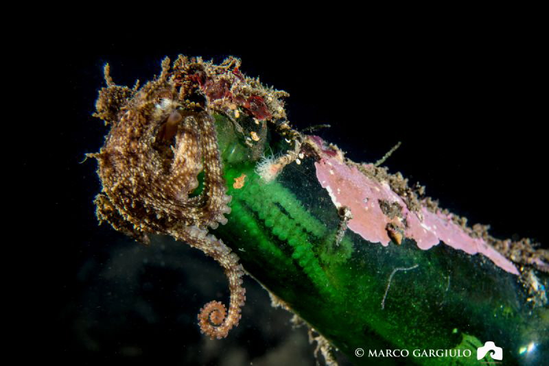 Octopus in a bottle by Marco Gargiulo 