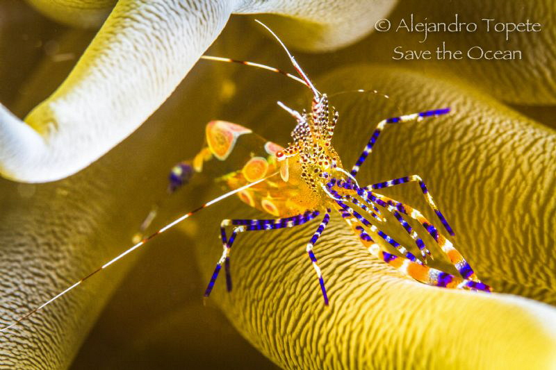 Fantasy Shrimp in house, Knife Reef  Bonaire by Alejandro Topete 