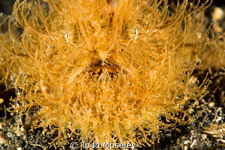 Hairy Frogfish by Todd Moseley 