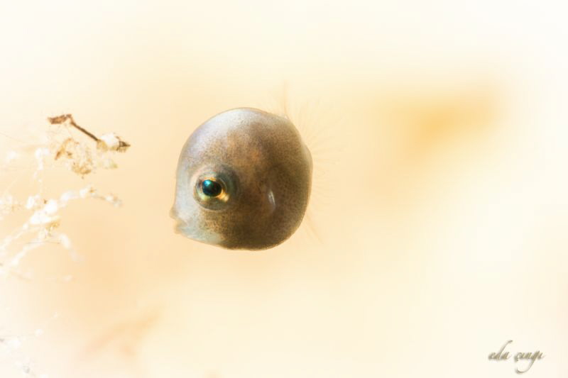 gabby baby filefish, romblon nikon d7100 105 mm +15 saga by Eda Çıngı 