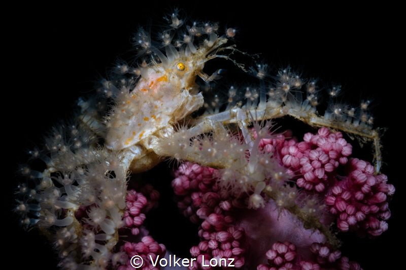 Hydroid crab

With this picture i wish everybody a merr... by Volker Lonz 