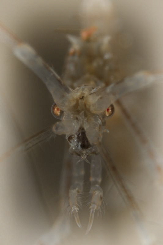 skeleton shrimp by Doris Vierkötter 