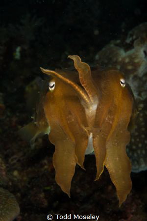 Cuttlefish making faces by Todd Moseley 