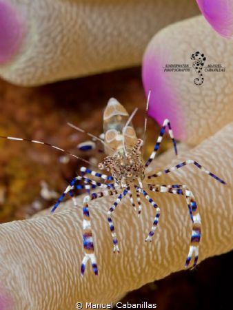 Shrimply Bluetiful

Spotted Cleaner Shrimp (Periclimene... by Manuel Cabanillas 