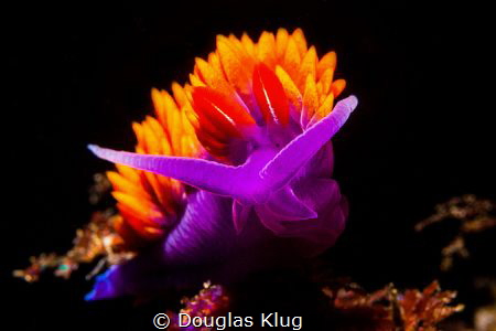 California Kelp Forest Color. This Spanish Shawl nudibran... by Douglas Klug 