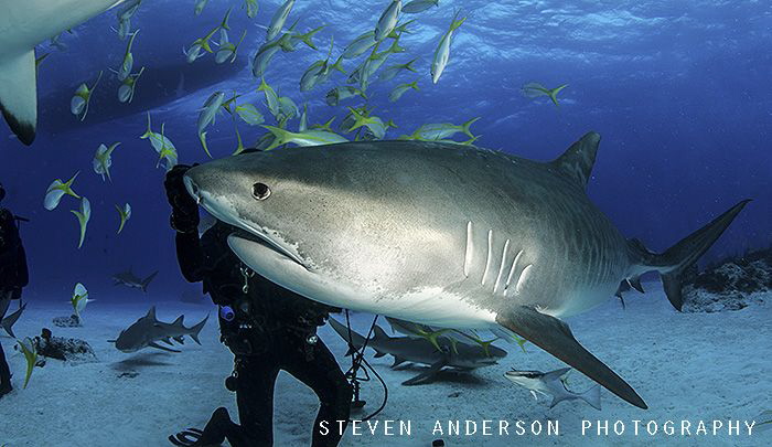 Diving at a famous spot off the Bahamas called Tiger Beac... by Steven Anderson 