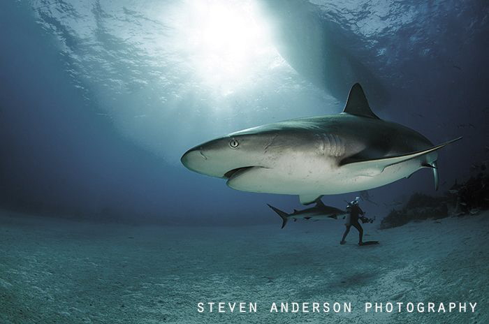 Then there was 3 .... Diver spending  few moments alone w... by Steven Anderson 