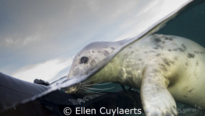 Grey seal, Farne Islands UK
We had a great time snorkeli... by Ellen Cuylaerts 