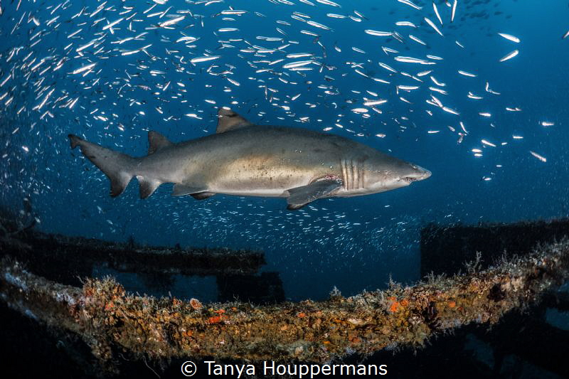 Rough Around The Edges
A female sand tiger shark shows s... by Tanya Houppermans 