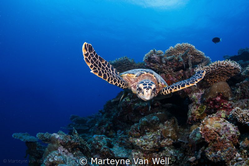 A curious hawksbill turtle taking a look at the dome port by Marteyne Van Well 