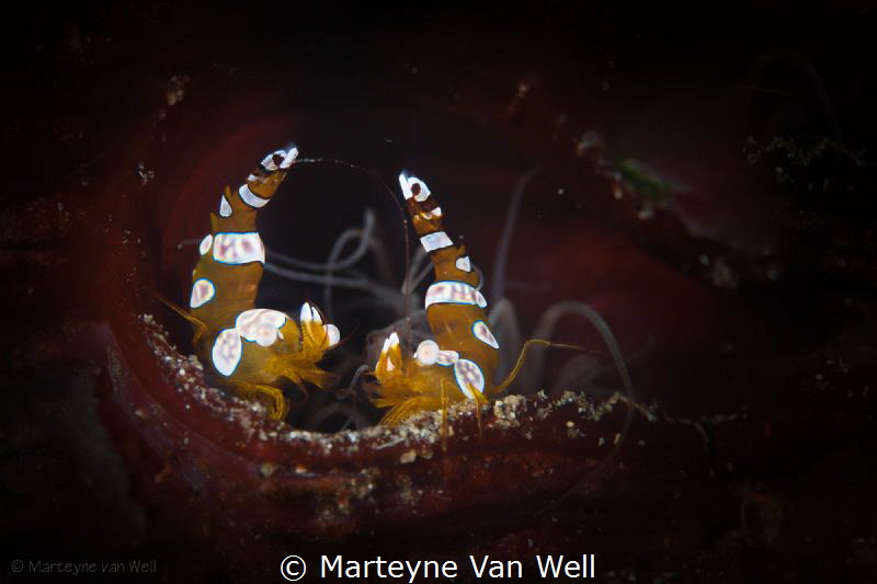 Two dancing sexy shrimps by Marteyne Van Well 