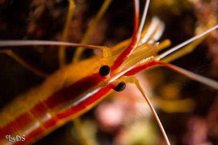It shows a supermacro of a Skunk shrimp which is only abo... by Daniel Sasse 