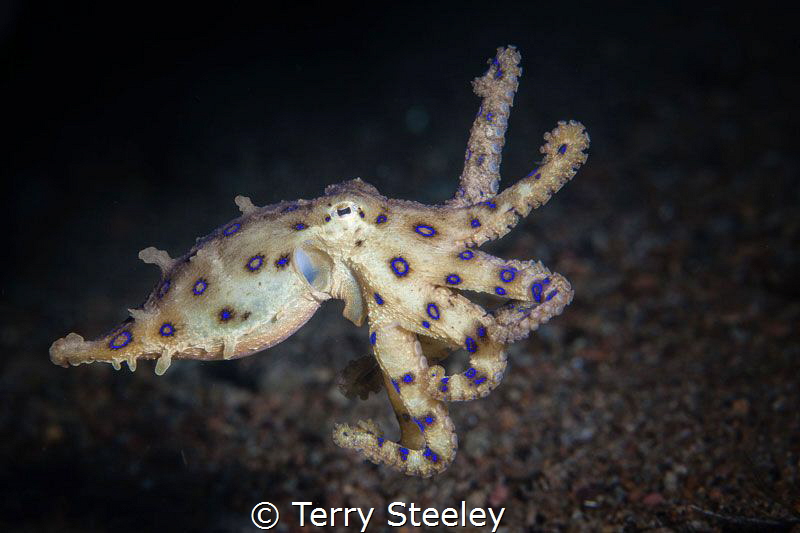 Blue ring octopus, mid water swimming. by Terry Steeley 