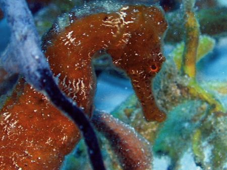 Sea Horse, Paradise Reef cozumel Mexico, Cannon s-50 by Steven Whitehead 