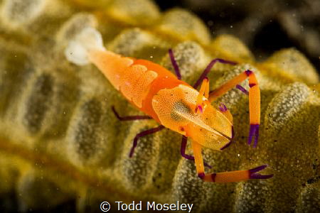 Imperial shrimp by Todd Moseley 
