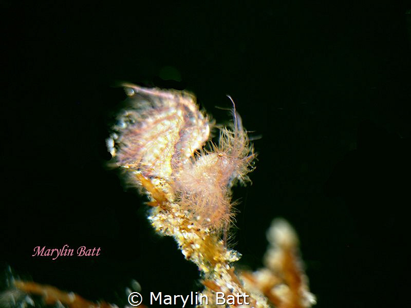Beautiful Hairy Shrimp, taken in Anilao, Philippines by Marylin Batt 
