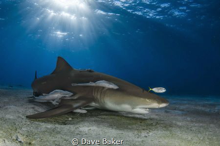Lemon shark by Dave Baker 