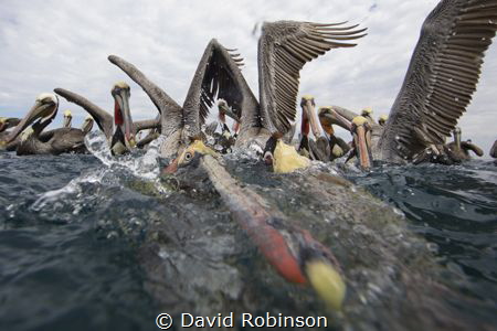 Photograhing brown pelicans who wait for the local fisher... by David Robinson 