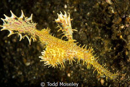 Ornate Ghost Pipefish by Todd Moseley 