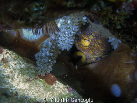 Octopus and her eggs. by Yildirim Gencoglu 