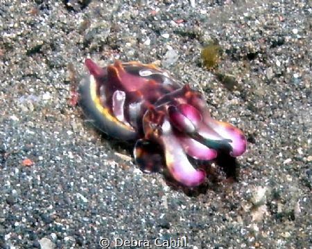 Flamboyant Cuttlefish Lembeh Strait Indonesia by Debra Cahill 