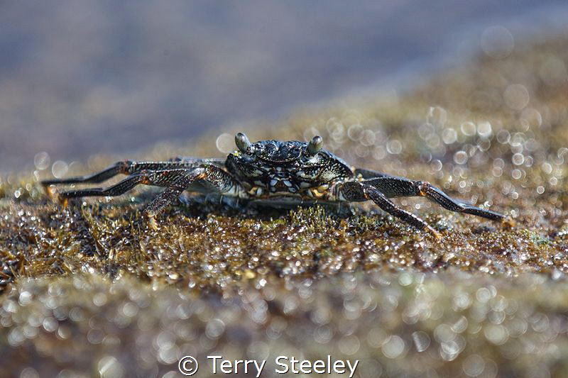 Black crab on the shore. Black sand beach, Kona by Terry Steeley 
