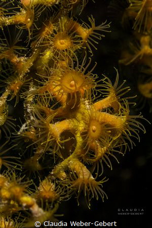yellow anemones on black coral wips by Claudia Weber-Gebert 