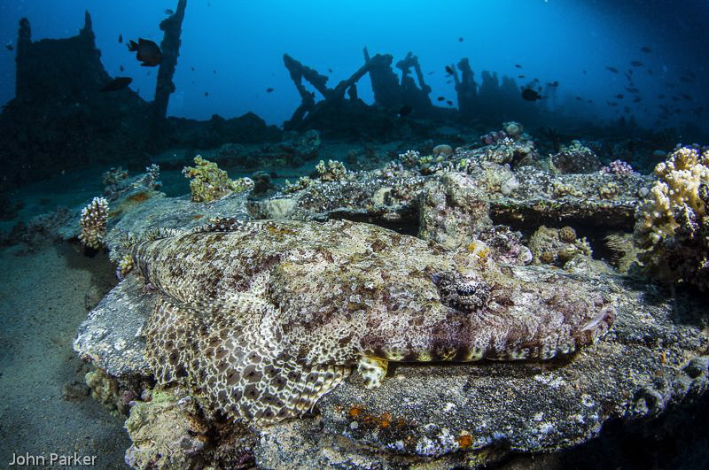 Crocodile Fish on The Barge by John Parker 