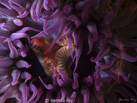 Purple Anemone - Hermanus RSA by Gemma Dry 