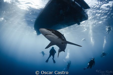 Silky Shark, Playing with sharks, Jardines de la Reina. Cuba by Oscar Castro 