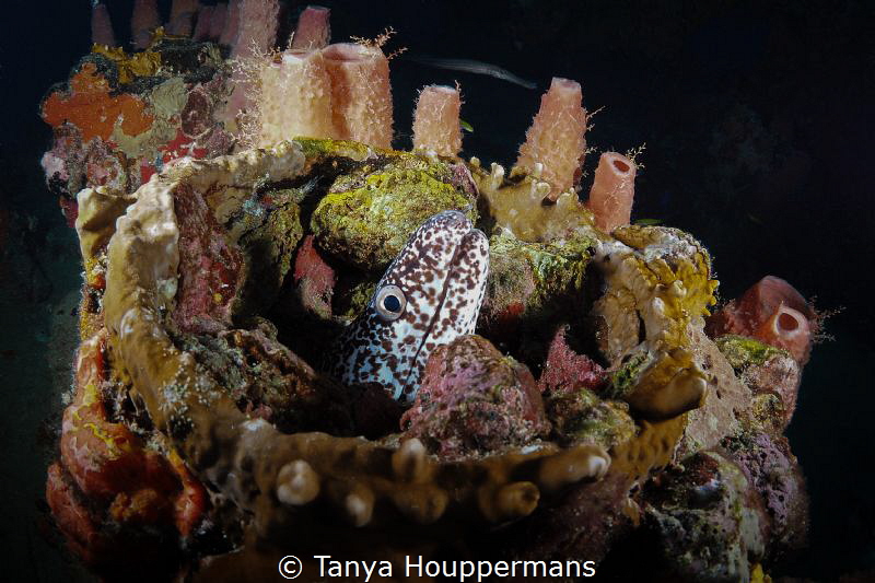 Home Sweet Home
A spotted moray has made a home for itse... by Tanya Houppermans 