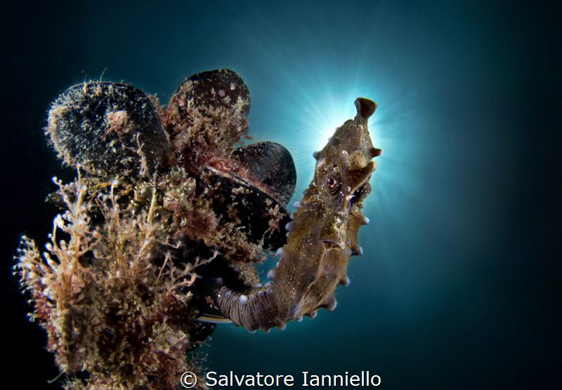 St. seahorse by Salvatore Ianniello 