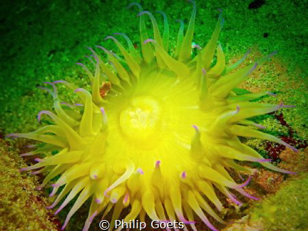Yellow Anemone by Philip Goets 