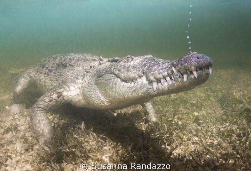 american crocodile by Susanna Randazzo 