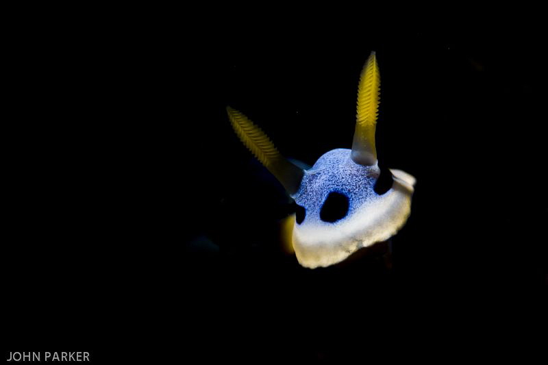 Snooted Nudi by John Parker 