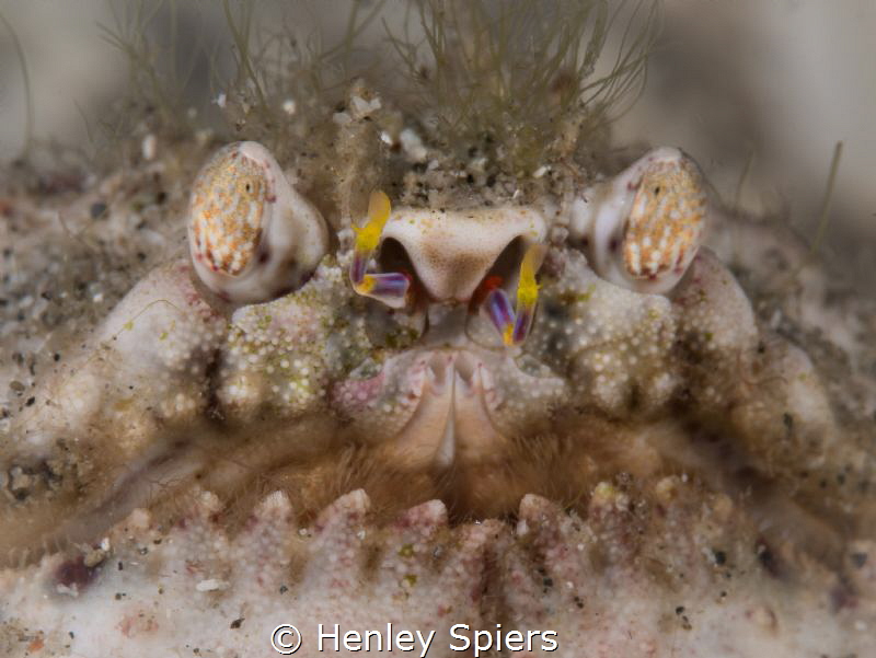 Samurai Box Crab -  this crab's face reminds me of a Samu... by Henley Spiers 