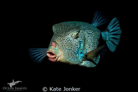 Box Fish taken on a night dive in the Red Sea. by Kate Jonker 