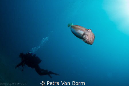 Diver crossing by a cuttlefish by Petra Van Borm 
