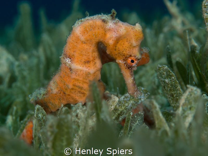 Seahorse in the Seagrass by Henley Spiers 