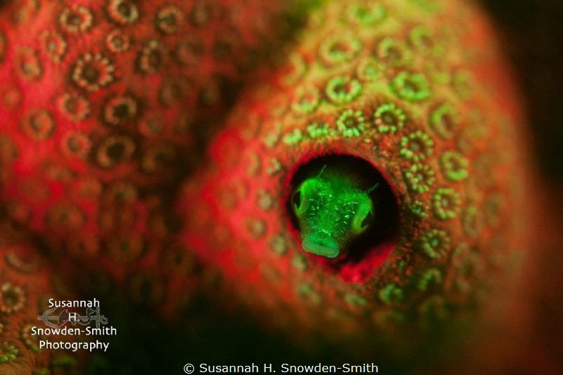Fluorescing secretary blenny!

I used a very shallow de... by Susannah H. Snowden-Smith 