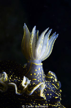 Nudibranch from Sigacik by Caner Candemir 