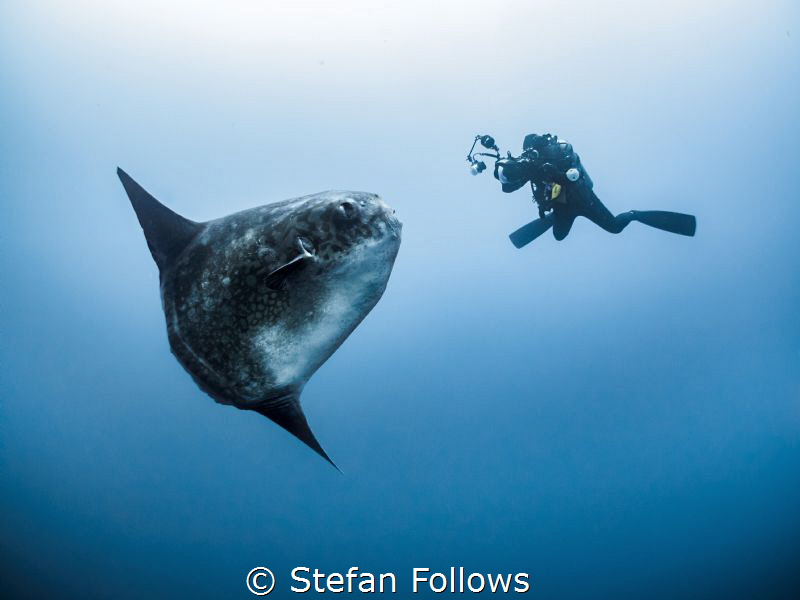 Lights, Camera, Action. Southern Ocean Sunfish - Mola ram... by Stefan Follows 
