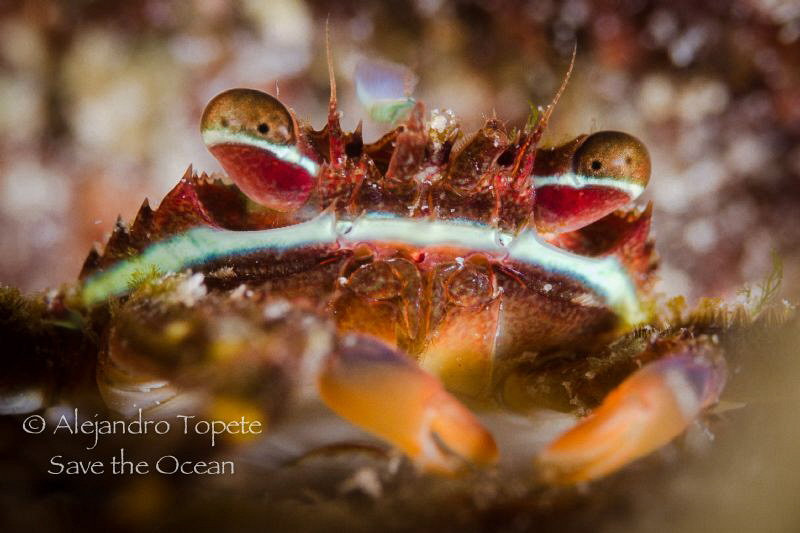 Litle Crab, Klein Bonaire by Alejandro Topete 