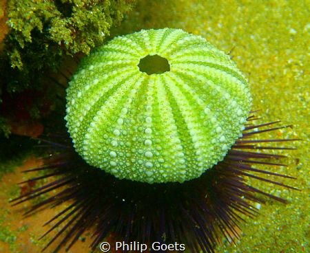 The living and the dead.......sea urchin hiding under a s... by Philip Goets 
